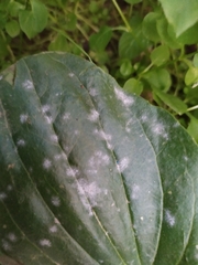 Podosphaera plantaginis