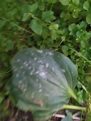 Podosphaera plantaginis