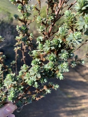 Cliffortia polygonifolia
