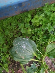 Podosphaera plantaginis