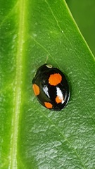 Harmonia axyridis