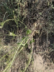 Thelypodium milleflorum