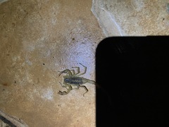 Centruroides suffusus