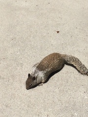 Otospermophilus beecheyi