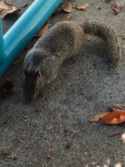 Otospermophilus beecheyi