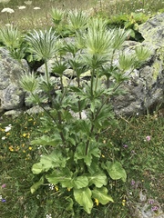 Eryngium alpinum