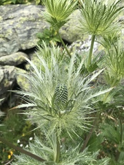 Eryngium alpinum
