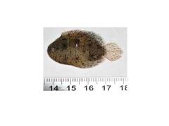 Trinectes maculatus
