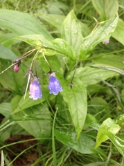 Mertensia paniculata borealis
