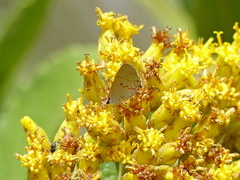 Ministrymon azia