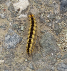 Acronicta cinerea