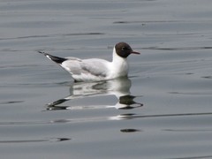 Chroicocephalus ridibundus