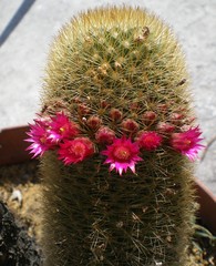 Mammillaria