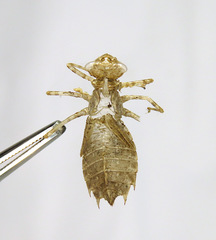 Leucorrhinia intacta