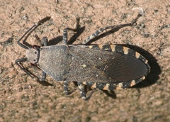 Catorhintha mendica