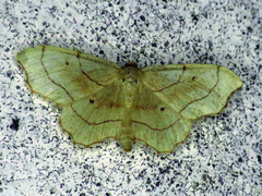 Idaea emarginata