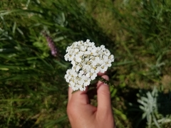 Achillea millefolium borealis