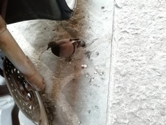 Columba livia domestica