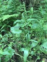 Platanthera aquilonis