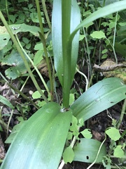 Platanthera aquilonis
