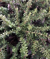 Pimelea traversii