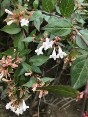 Abelia × grandiflora