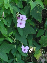 Rhabdadenia madida