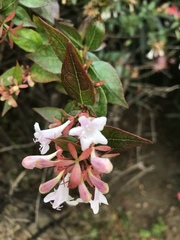 Abelia × grandiflora