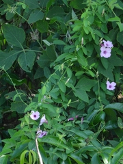 Rhabdadenia madida