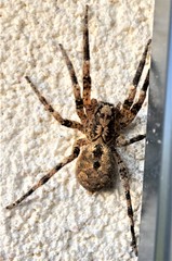 Zoropsis spinimana