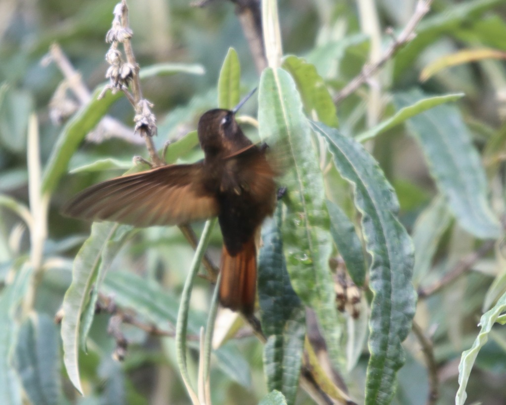 White-Tufted Sunbeam