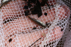 Pteronotropis harperi