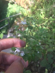 Melissa officinalis altissima