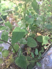Melissa officinalis altissima