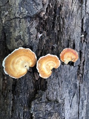 Microporellus