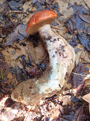 Leccinum manzanitae
