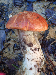 Leccinum manzanitae