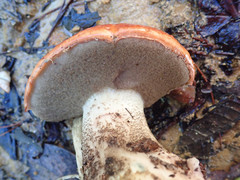 Leccinum manzanitae