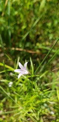 Campanula aparinoides