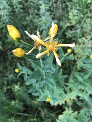 Hypericum ascyron