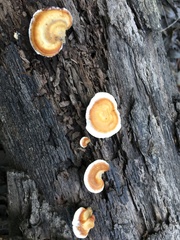Microporellus