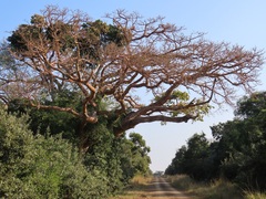 Cussonia sphaerocephala
