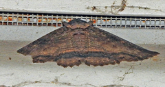 Zale fictilis