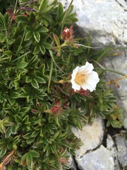 Potentilla clusiana