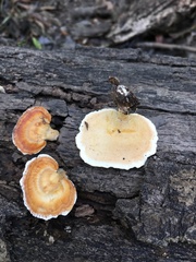 Microporellus