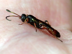 Colpognathus celerator