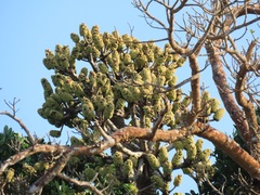 Cussonia sphaerocephala