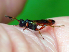 Colpognathus celerator