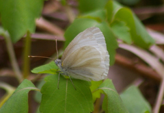 Pieris virginiensis