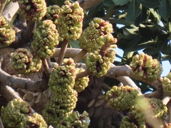 Cussonia sphaerocephala